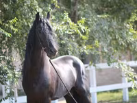 Hengst, Friesian — foto 3
