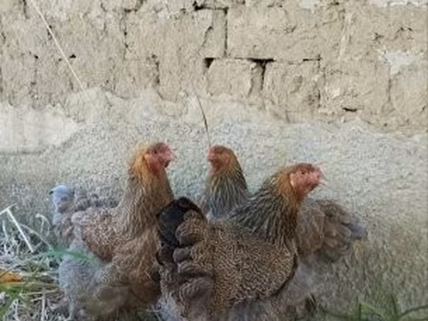 Brahma
