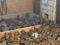 Guinea fowl — foto 3