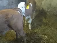 Býk, Simmental cattle — foto 6