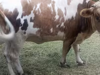 Lembu jantan, Cattle — foto 5
