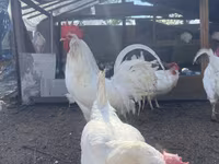 Leghorn — foto 1