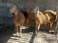 قوچ, Arashan sheep — عکس 1