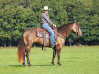 公马, Quarter Horse — 照片 2