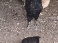 Chickens — foto 2