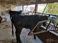 ላም, Cattle — ፎቶ 2