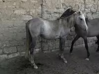 Kobila, Коњи — fotografija 2
