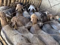 숫양, Hissar sheep — 사진 2