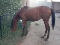 Mare, Anglo-Arabian — photo 6
