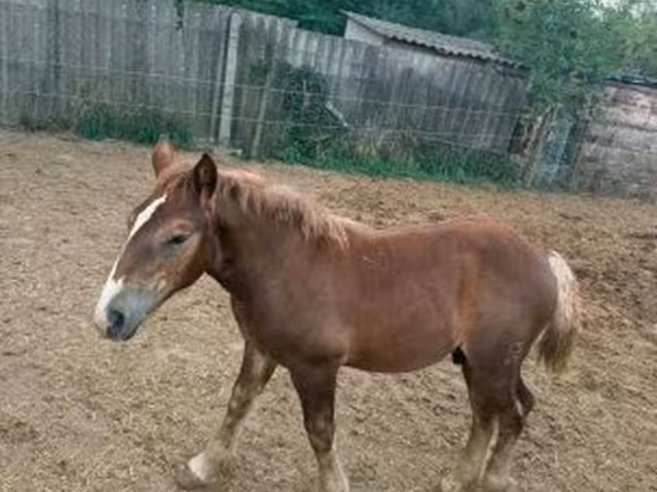 Kuda jantan, Hungarian horse breed