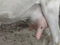 بز ماده, Saanen goat — عکس 7