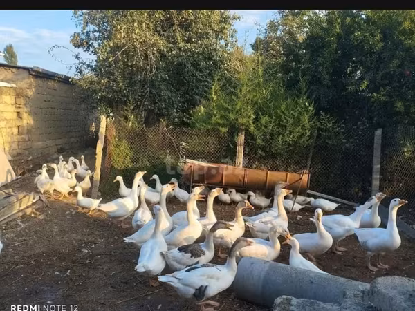 Geese