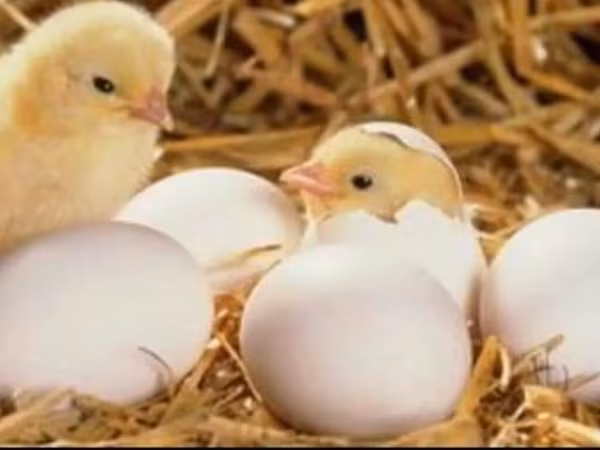 Chickens