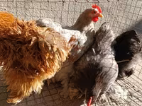 Pekin Bantam — 4. fotó