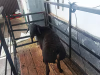 Berbec, Hissar sheep — foto 2
