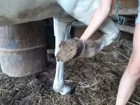 კვიცი, Hungarian horse breed — ფოტო 4