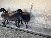 Ovca, Arashan sheep — fotografija 3