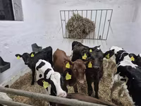 Ταύρος, Russian Black pied cattle — φωτογραφία 4