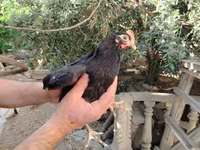 Chickens — عکس 1