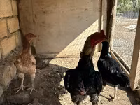 Chickens — รูปภาพ 2