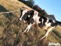 วัวตัวผู้, Simmental cattle — รูปภาพ 6