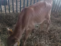 Bou, Bovine — foto 3