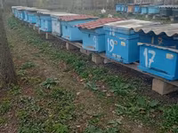 Arı ailəsi və komplekt pətəklər satılır Bakfast və yerli Qafqaz sortu — عکس 4