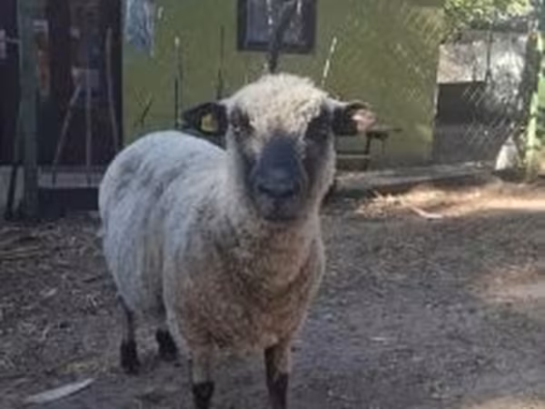 Widder, Shroshire sheep