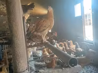 Chickens — عکس 2