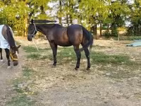 Pastuv, Nonius horse — fotografija 2