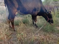 گاو ماده, آبرادین-آنگوس — عکس 3