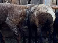 Kambing jantan, Sheep — foto 4