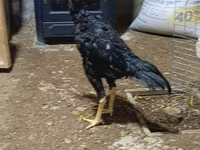 Chickens — снимка 5