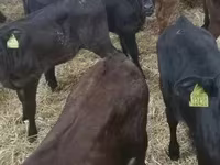 Cattle (batch, sex not specified), Cattle — photo 2