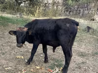 گاو نر, گاو — عکس 5