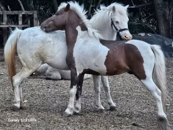 암말, Welsh Mountain Pony