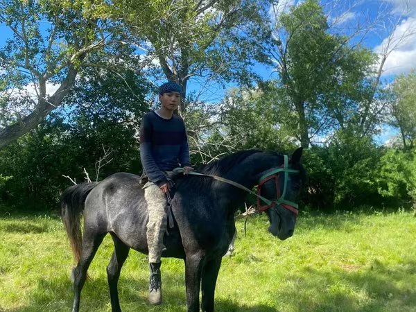 Pastuv, Anglo-Arabian
