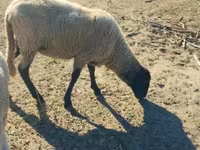 Får, Tsigai sheep — foto 2