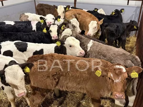 ላም, Simmental cattle