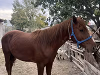 اسب نر, Kyrgyz Horse — عکس 8