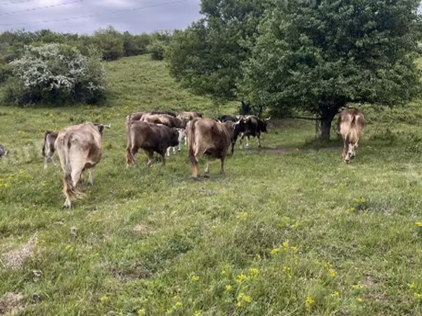 Toro, Razza bruna carpaziana