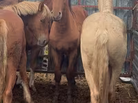 Faras, New Altai Horse — sawirka 3
