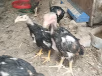 Chickens — الصورة 2