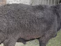 Beran, Hissar sheep — foto 5