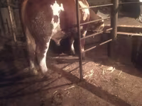 Bik, Simmental cattle — fotografija 1