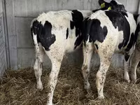 Dibi, Russian Black pied cattle — sawirka 3