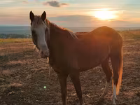 Kuda betina, Horses — foto 4