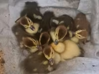 Ducks — foto 1