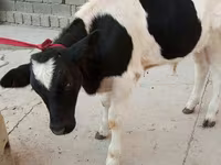 گاو ماده, Russian Black pied cattle — عکس 6