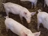 Babi betina, Pigs — foto 1